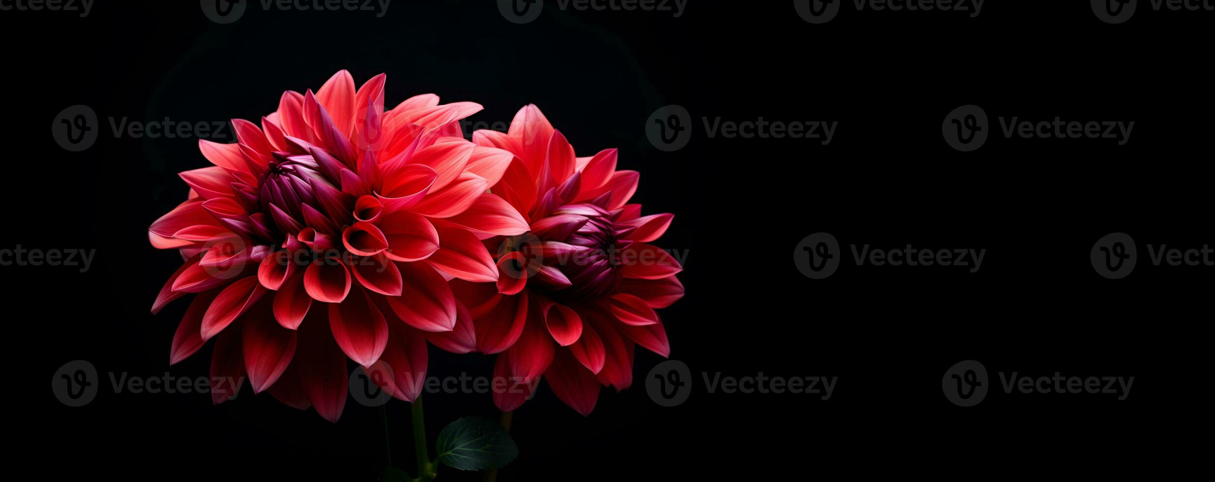 beautiful dahlia flower macro blank space, ai generative photo