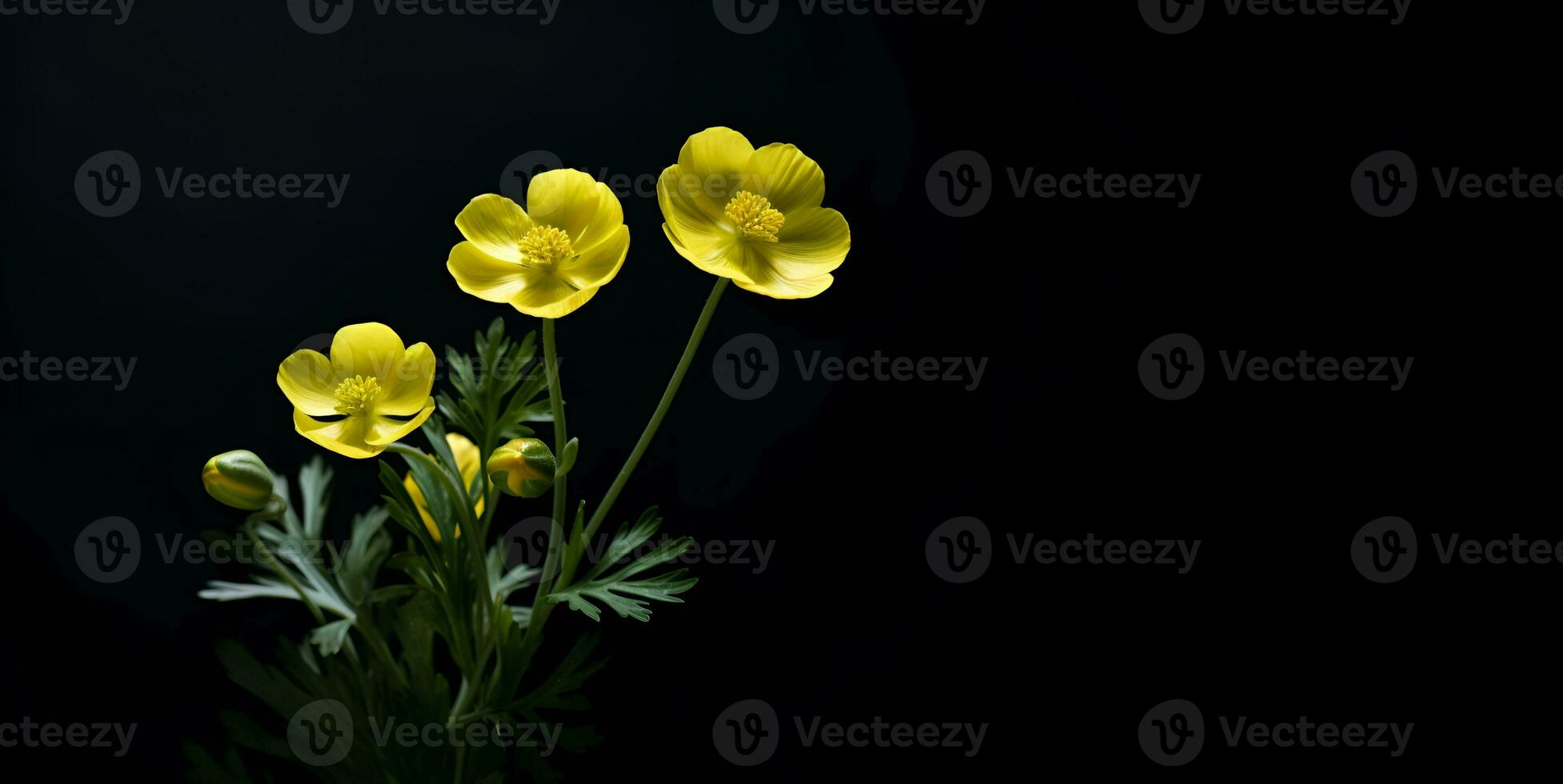 beautiful buttercup flower macro blank space, ai generative photo