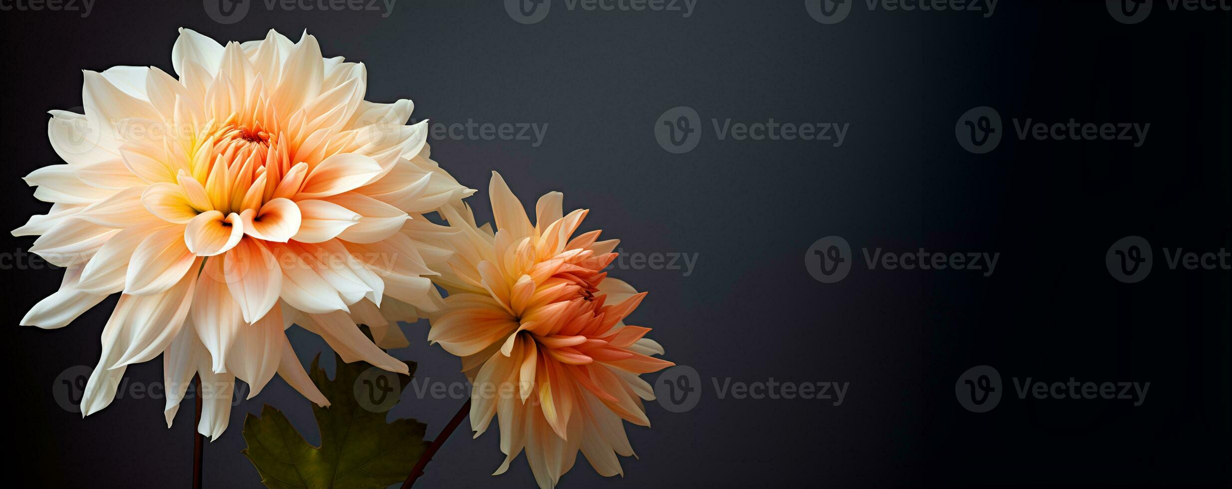 beautiful dahlia flower macro blank space, ai generative photo