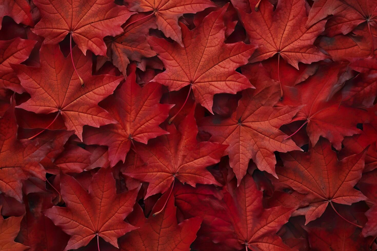 Wine red autumn leaves texture, fall nature background,  AI Generative photo