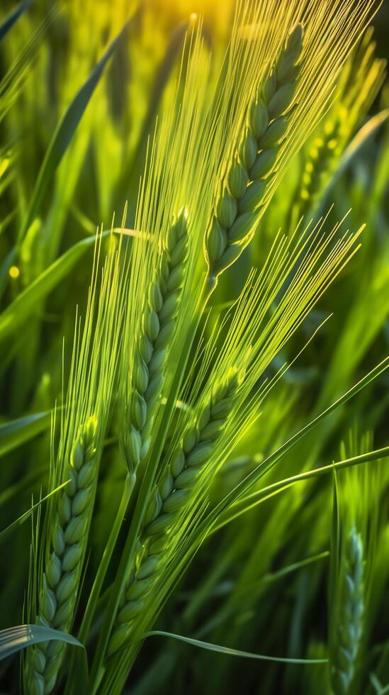 Green barley spike closeup, Green wheat, full grain, Close up of an ear of unripe wheat, AI Generative photo
