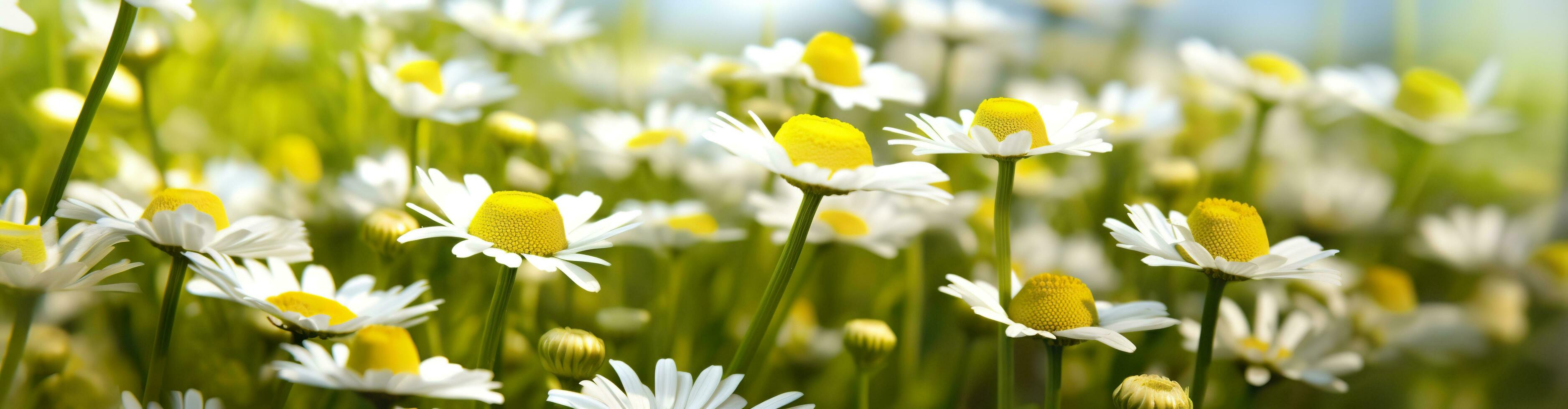 Chamomile flower for a banner. Generative AI photo