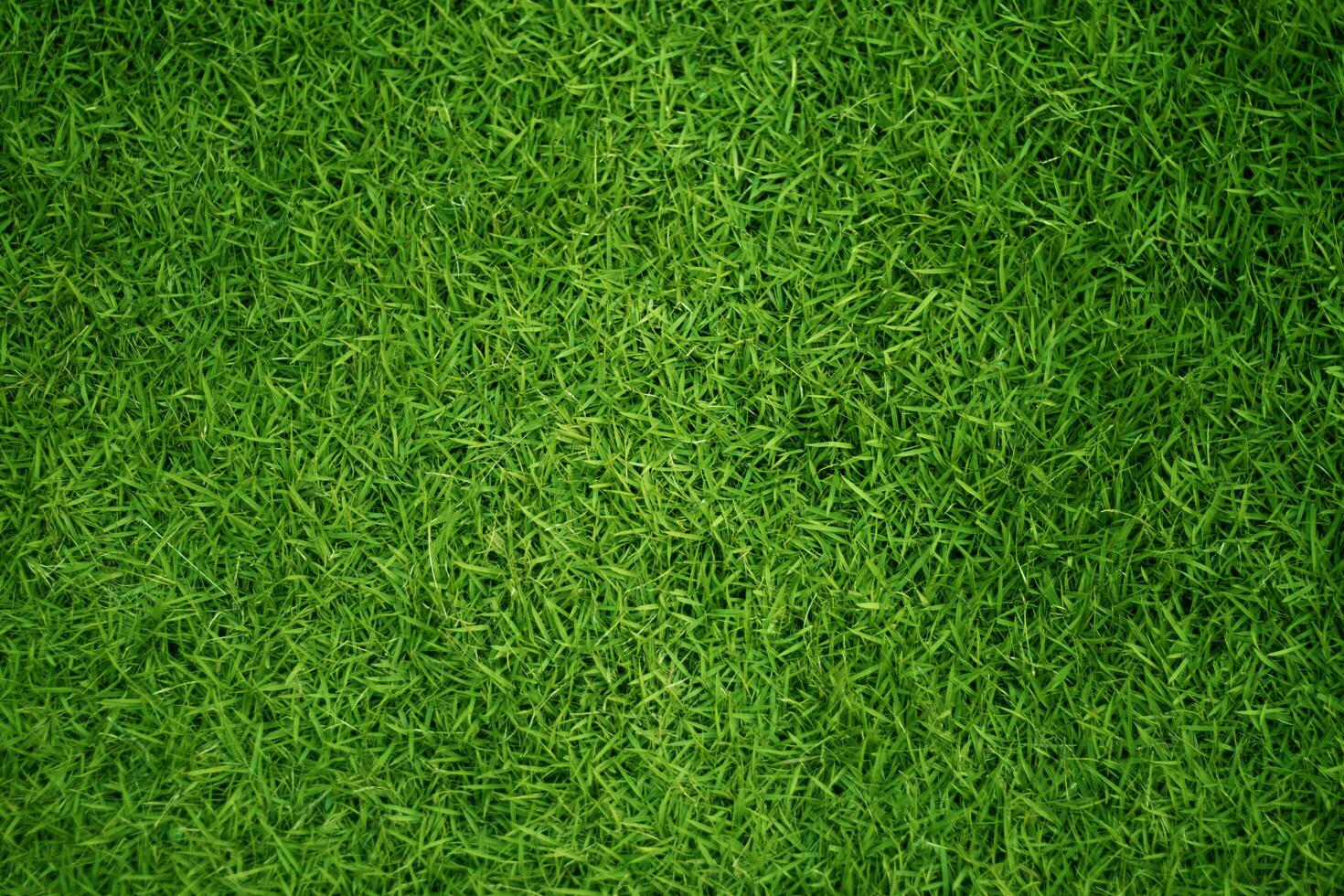 Green grass texture background grass garden concept used for making green background football pitch, Grass Golf, green lawn pattern textured background. photo