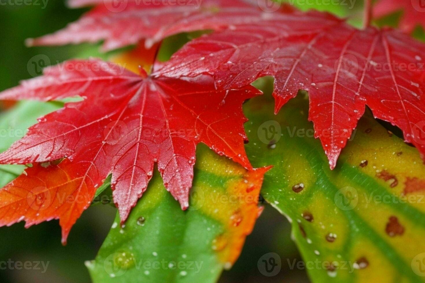 Close up macro photography of wet leaves in the rainy season. AI Generative Pro Photo