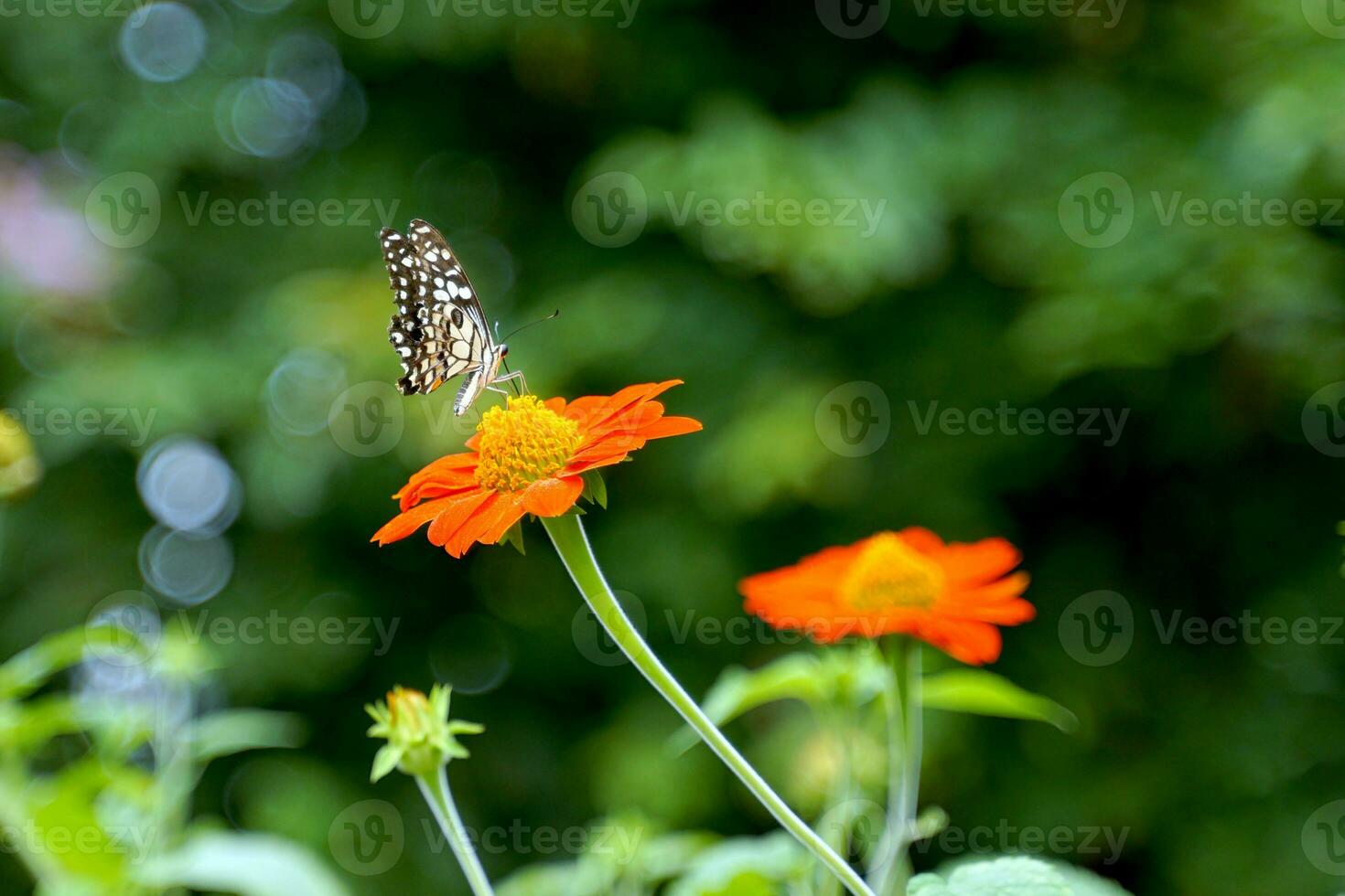 mariposas alimentar en néctar desde tithonia rotundifolia flores, un mutuamente beneficioso relación Entre diferente organismos en un ecosistema. mariposas alimentar y polinizar flores foto