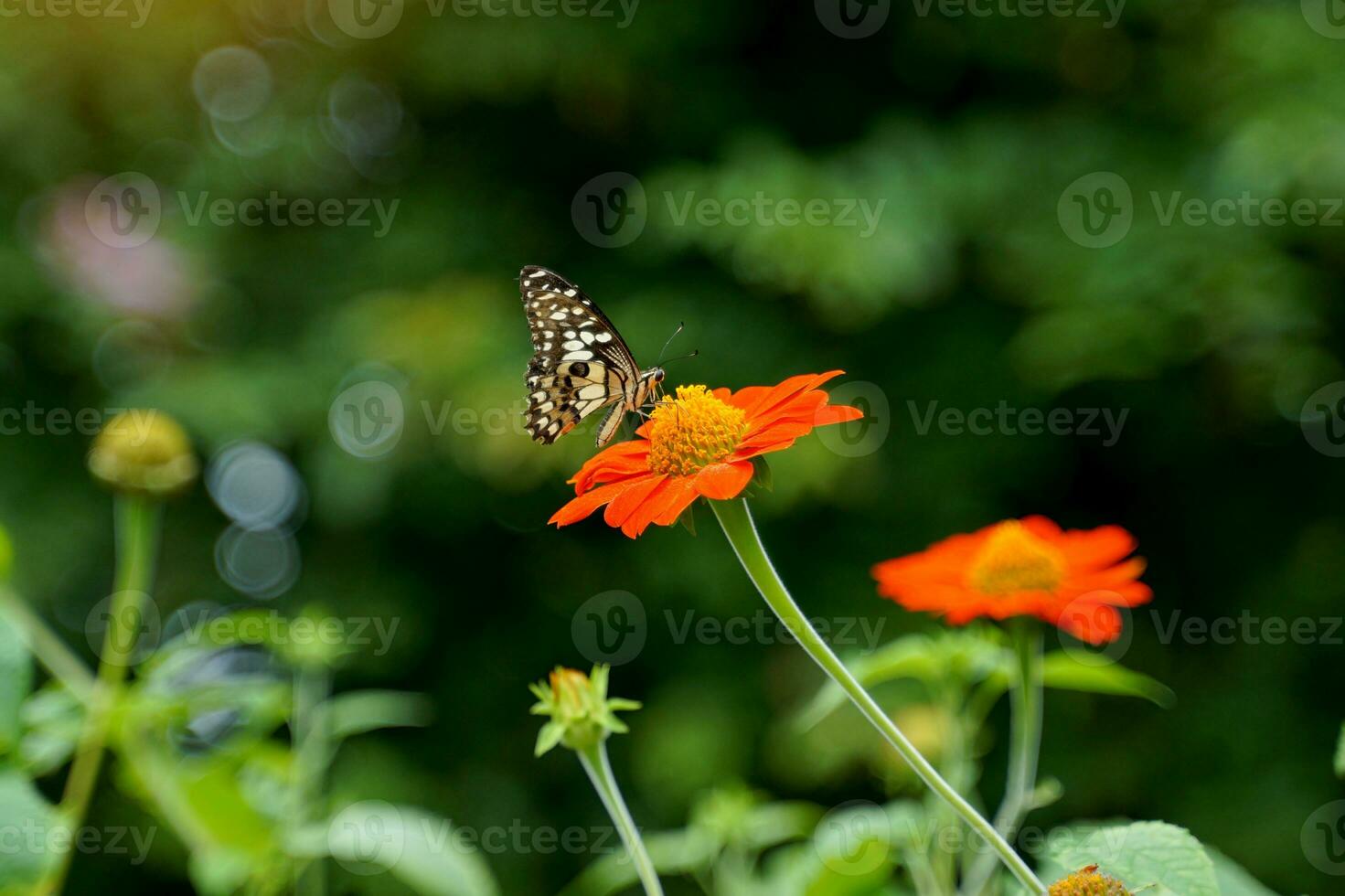 mariposas alimentar en néctar desde tithonia rotundifolia flores, un mutuamente beneficioso relación Entre diferente organismos en un ecosistema. mariposas alimentar y polinizar flores foto