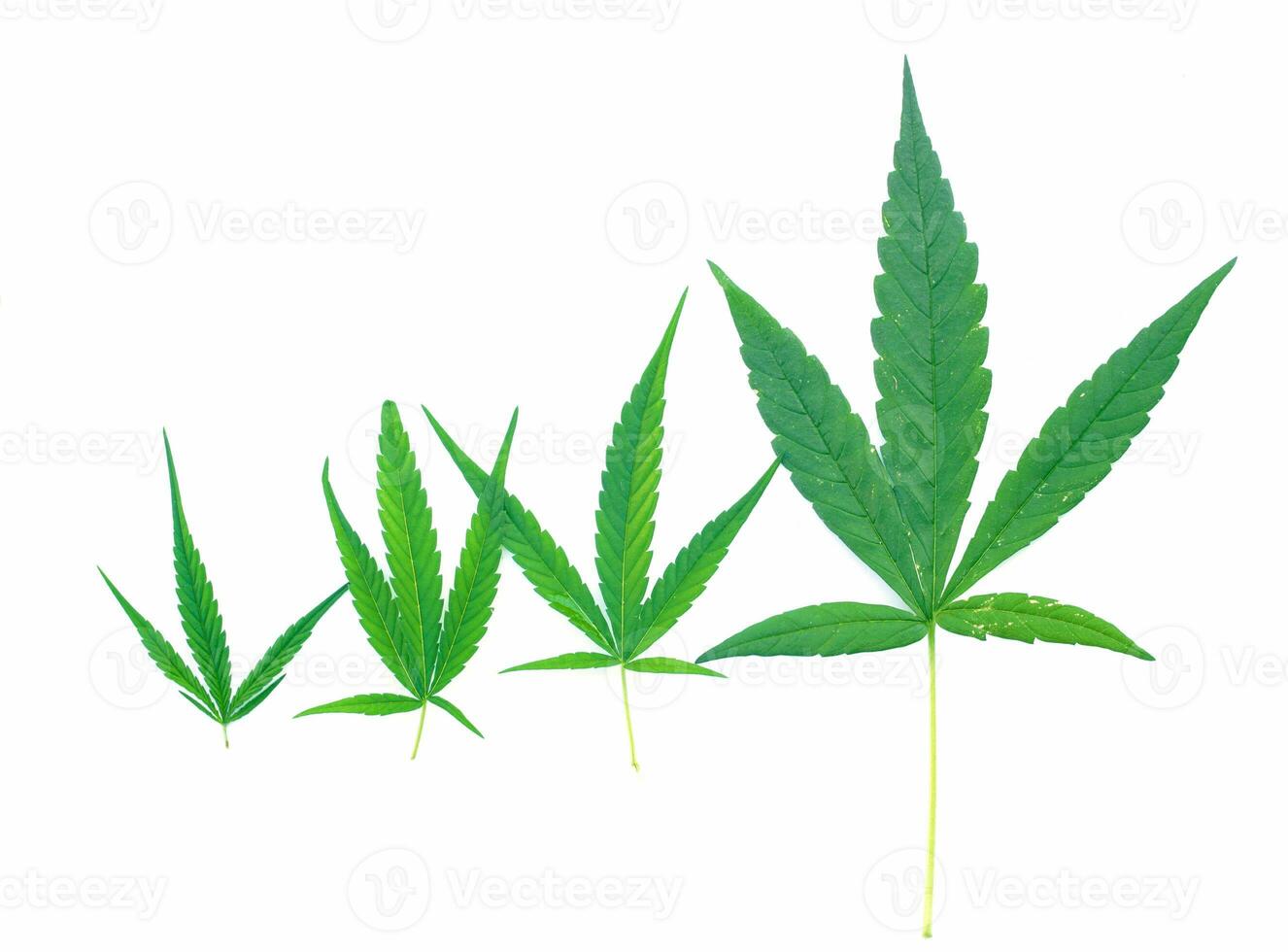 isolated Marijuana leaves of 4 sizes on white background. Cannabis is now used as a recreational or medicinal drug. Soft and selective focus. photo