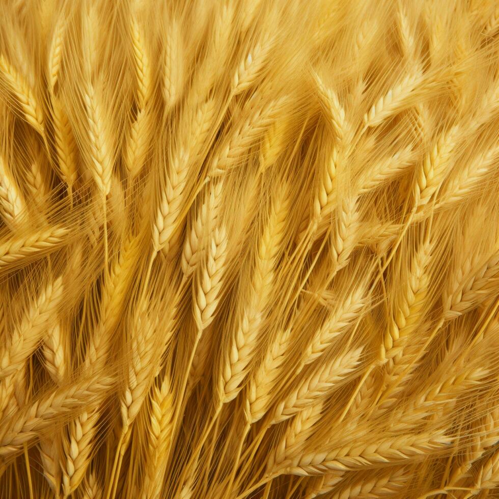 wheat color background photo