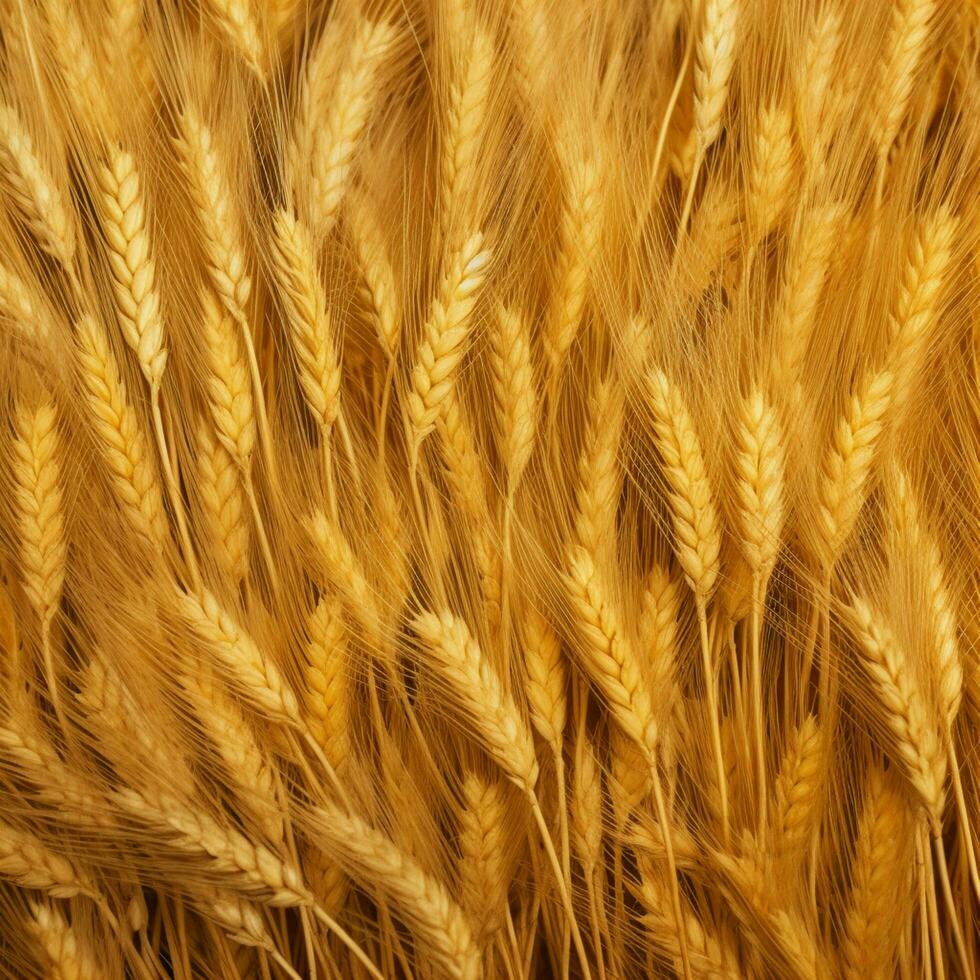 wheat color background photo