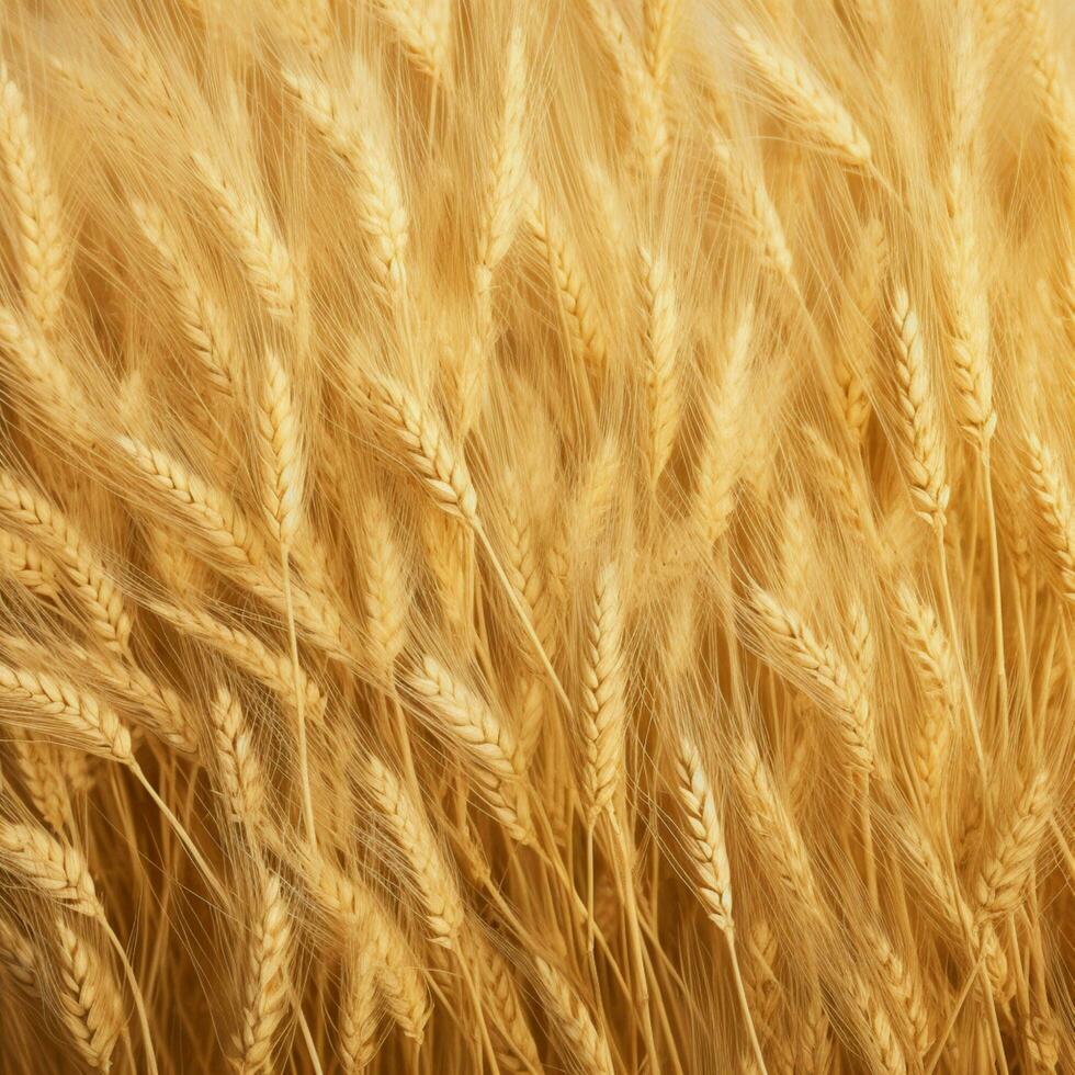 wheat color background photo