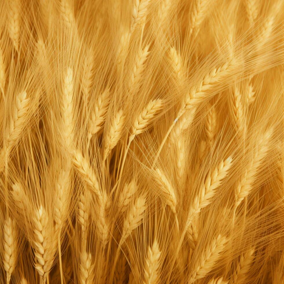 wheat color background photo