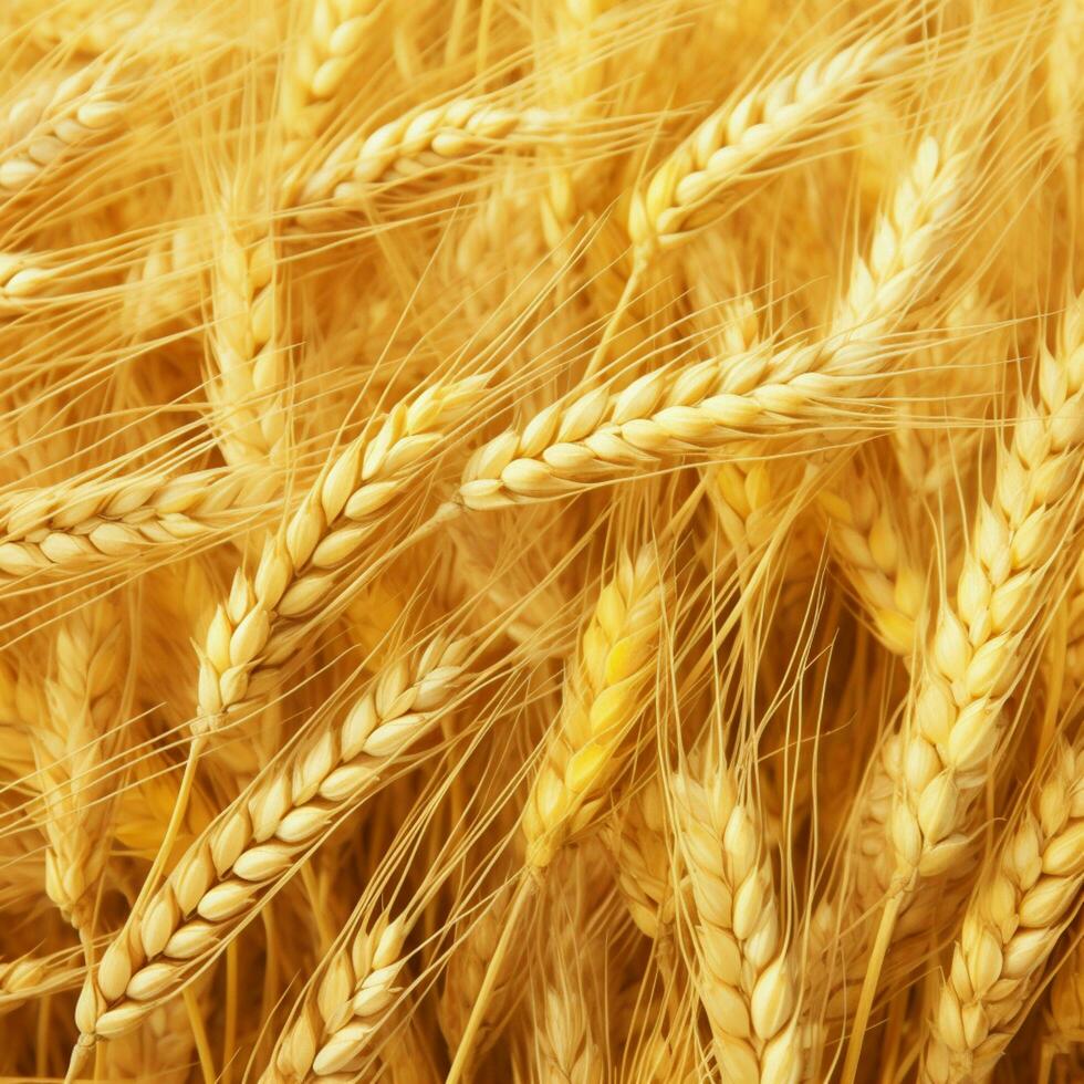 wheat color background photo