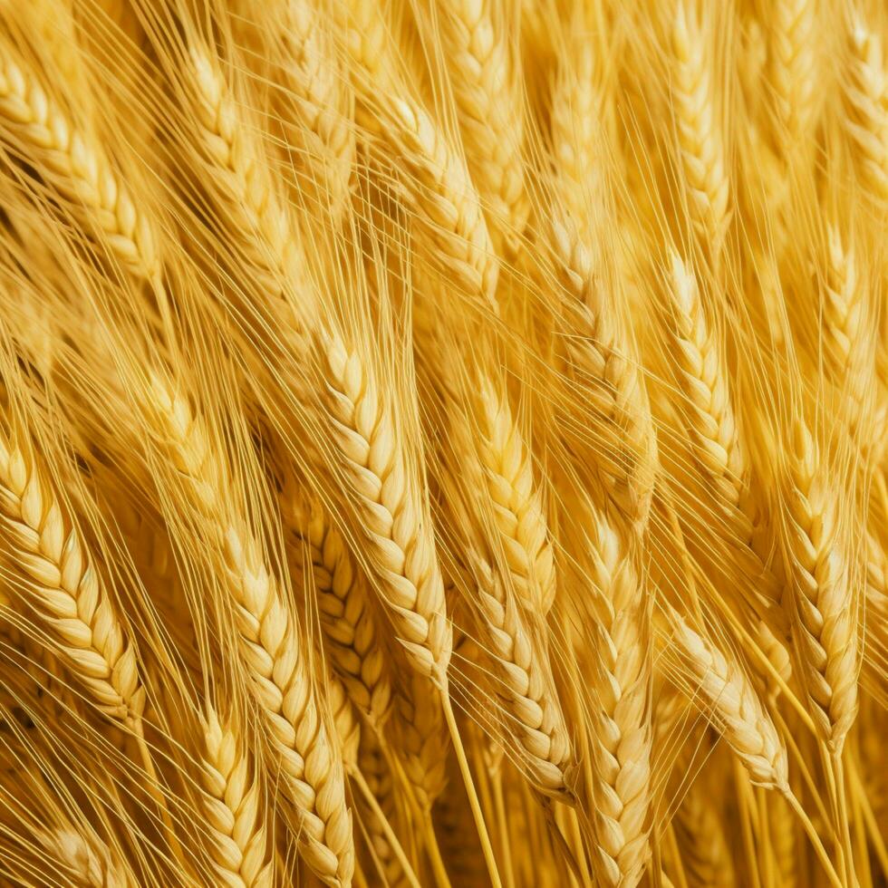 wheat color background photo
