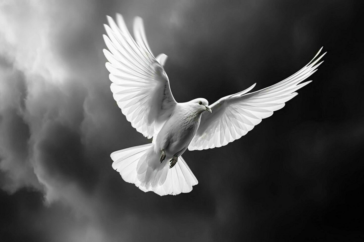 a white dove with black and white feathers is flying photo