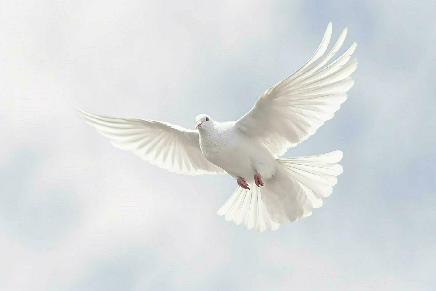 a white dove with black and white feathers is flying photo