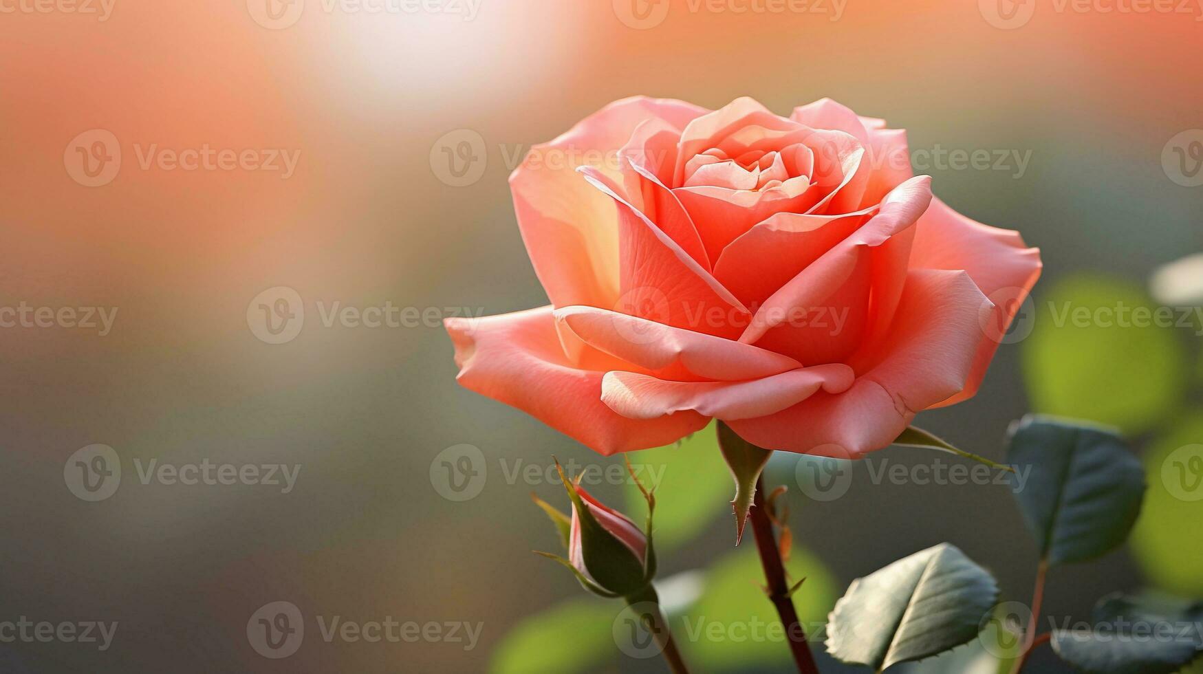 A close-up of a delicate rose in full bloom with space for text and its vibrant petals contrasting against a soft, blurred background, providing room for text. AI generated. photo