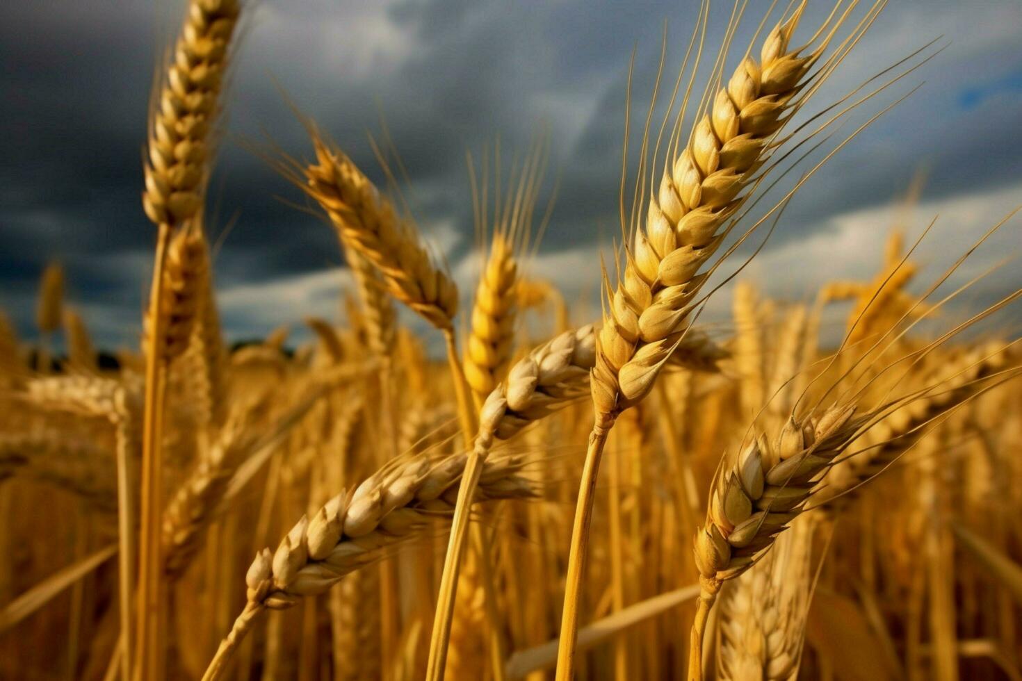 barley image hd photo