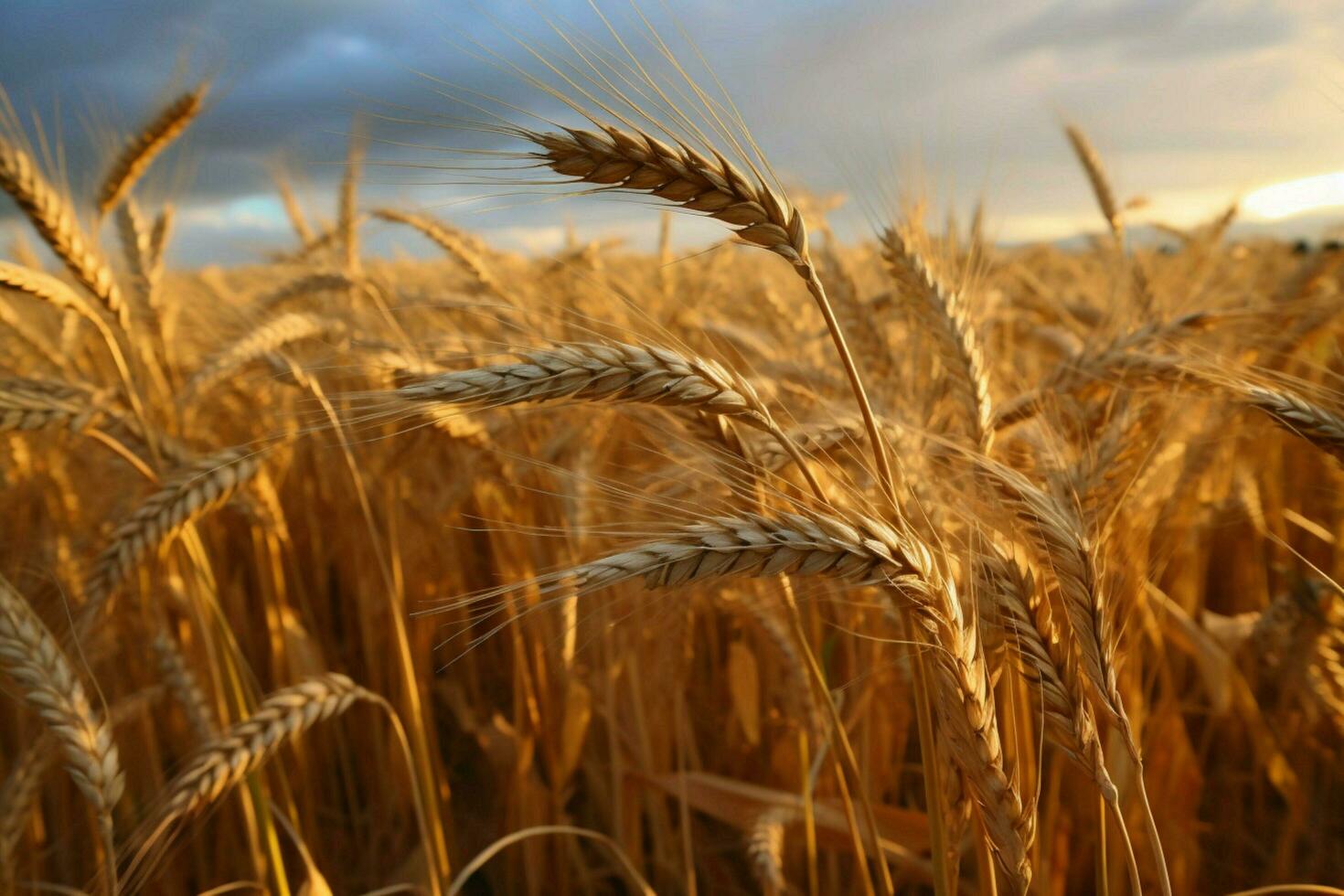 barley image hd photo