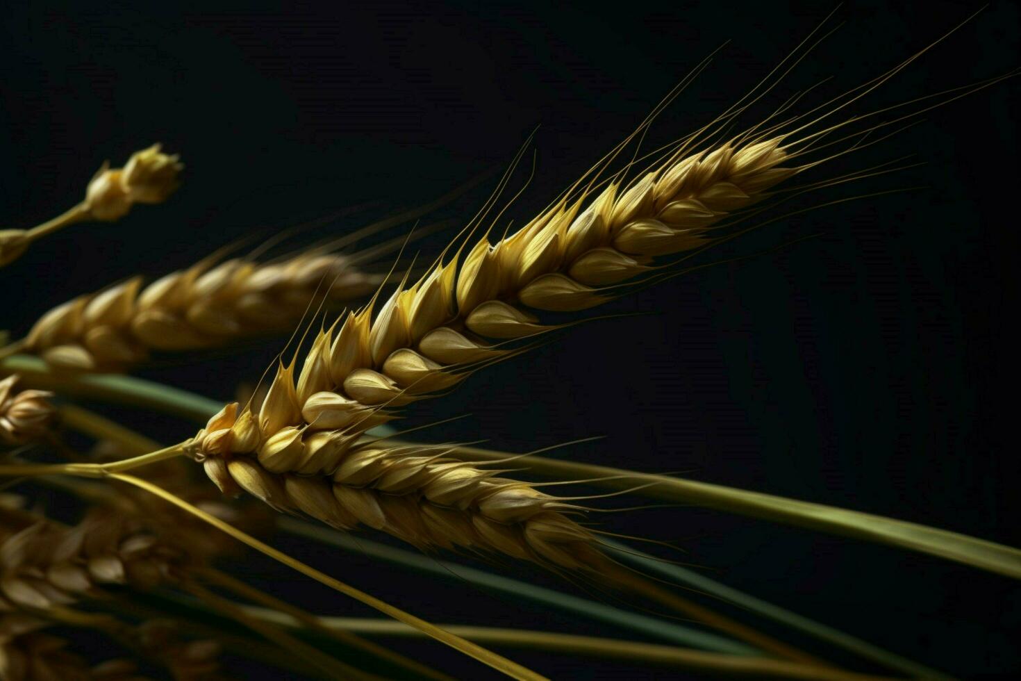close - up dark minimalist background realistic an photo