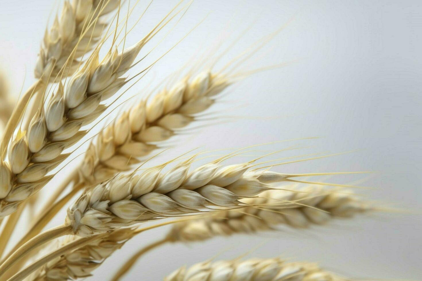 close - up white minimalist background realistic a photo