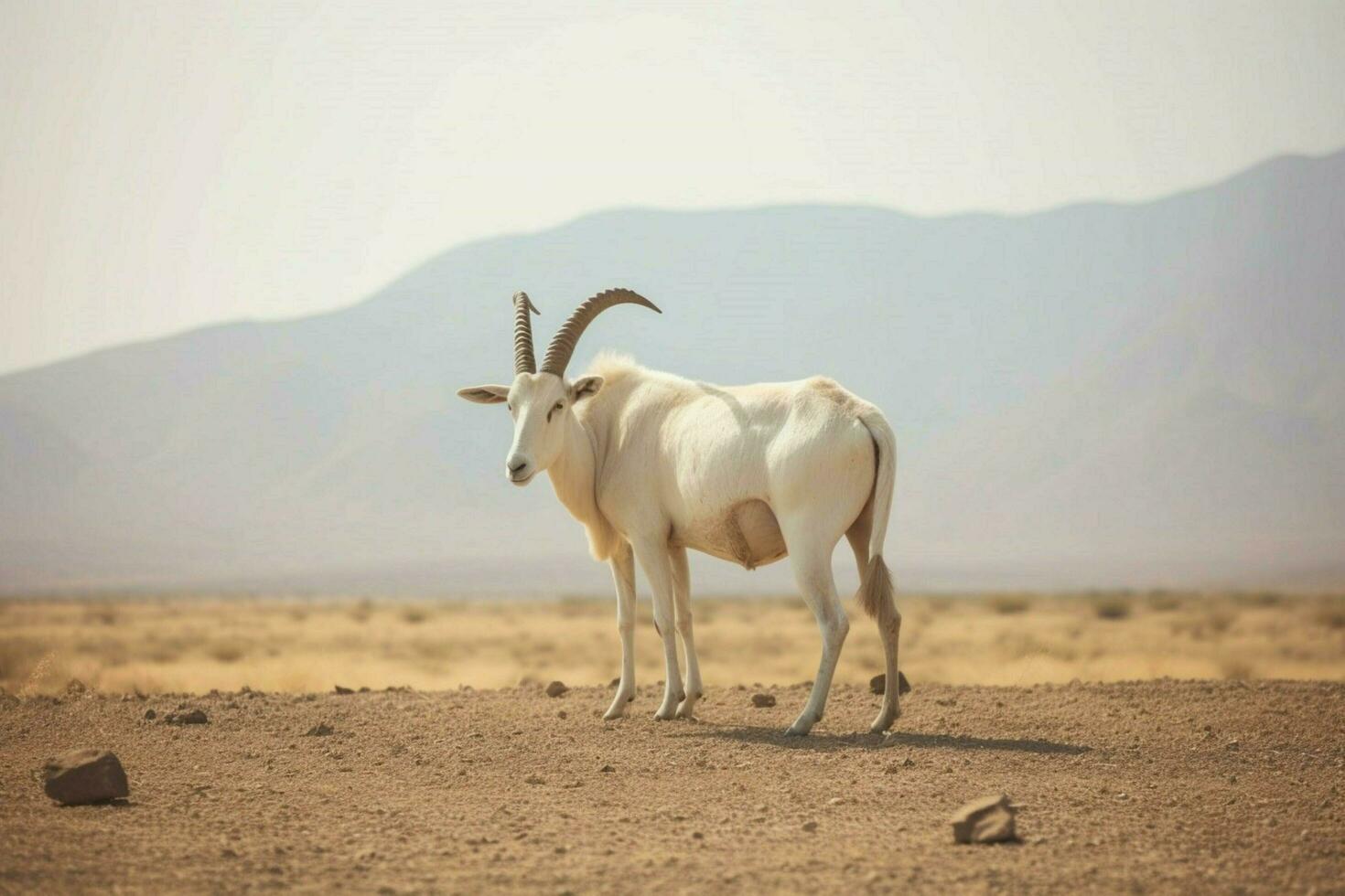 national animal of Djibouti photo