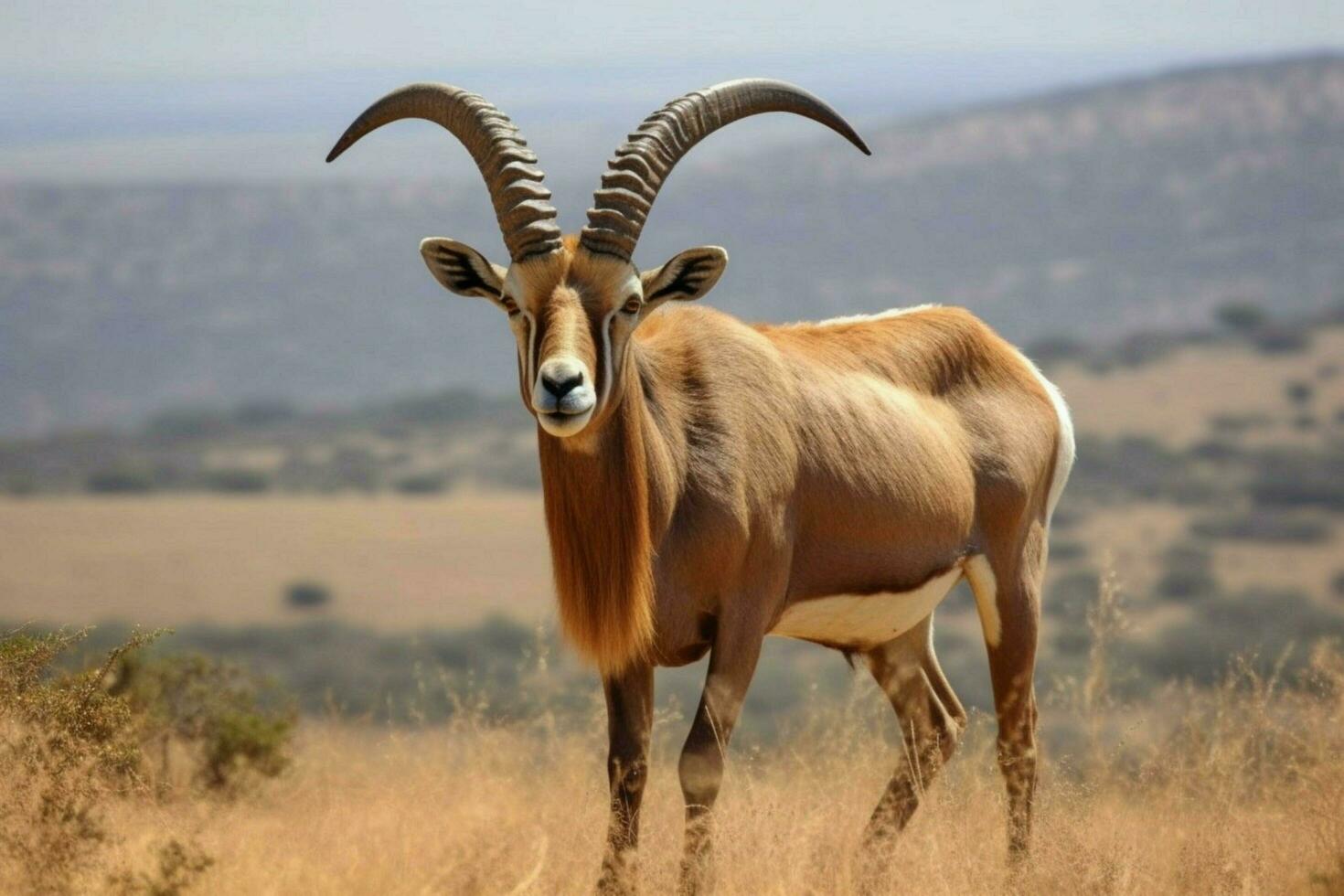 national animal of Eritrea photo