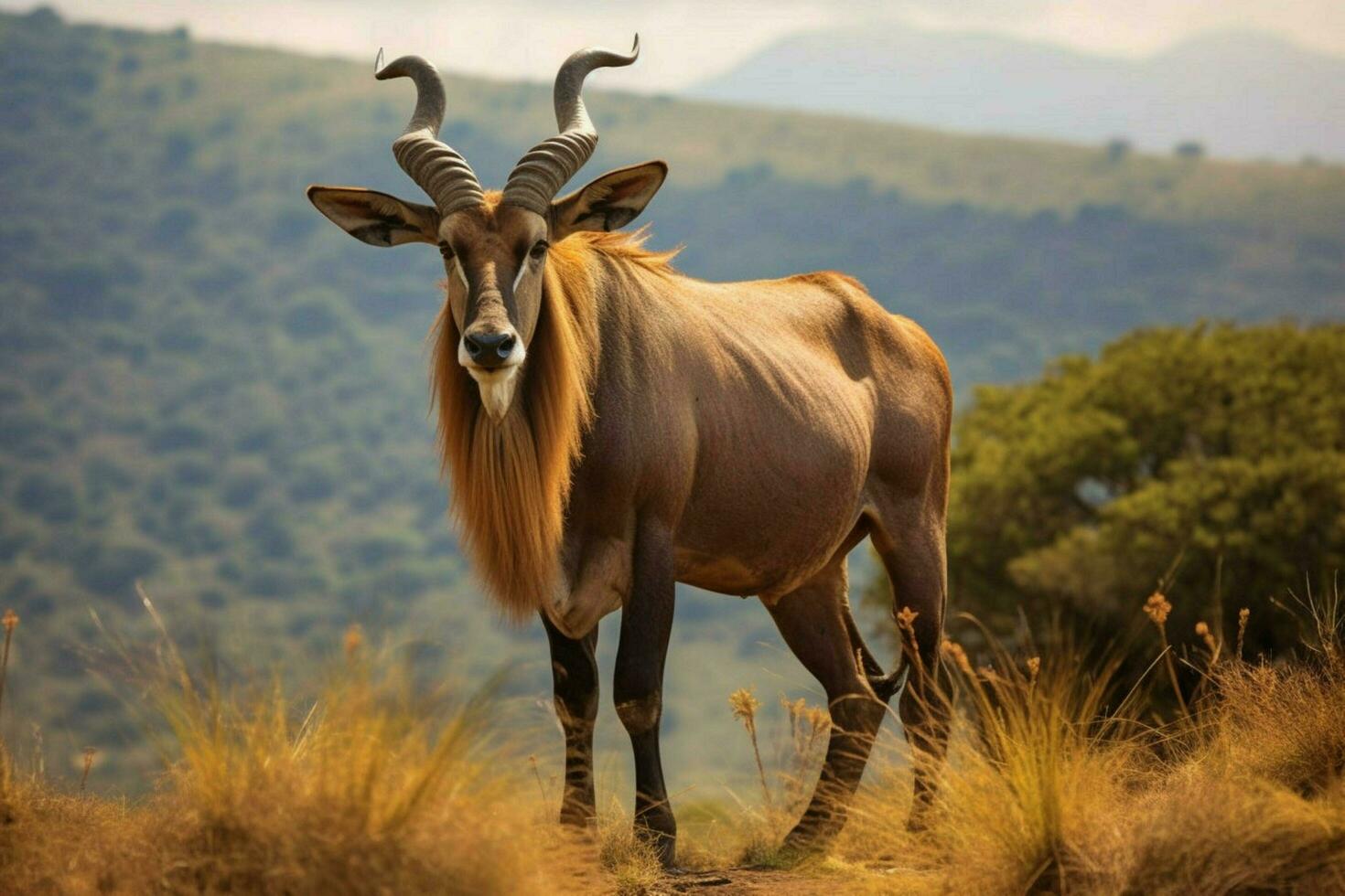 national animal of Ethiopia photo