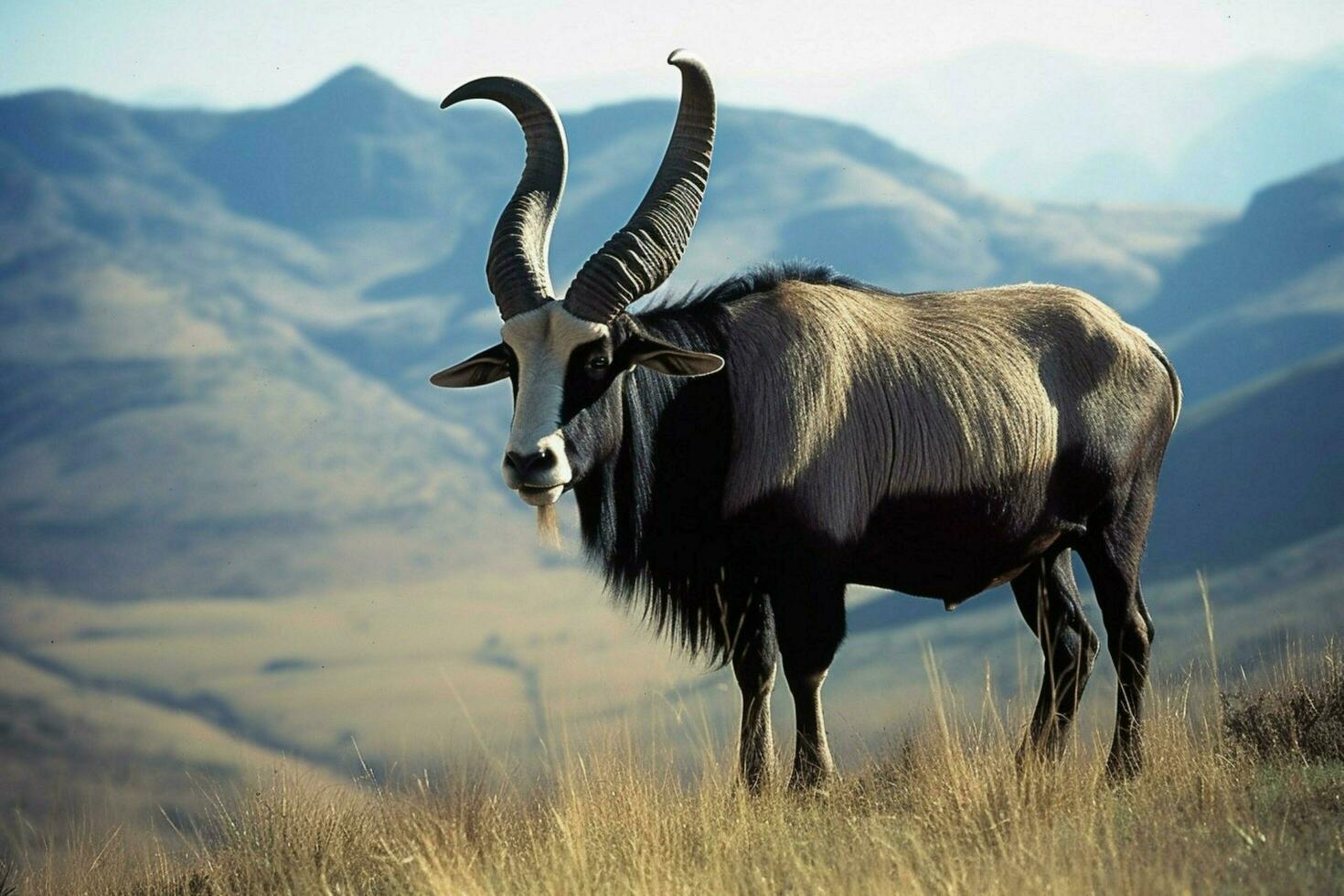 national animal of Lesotho photo