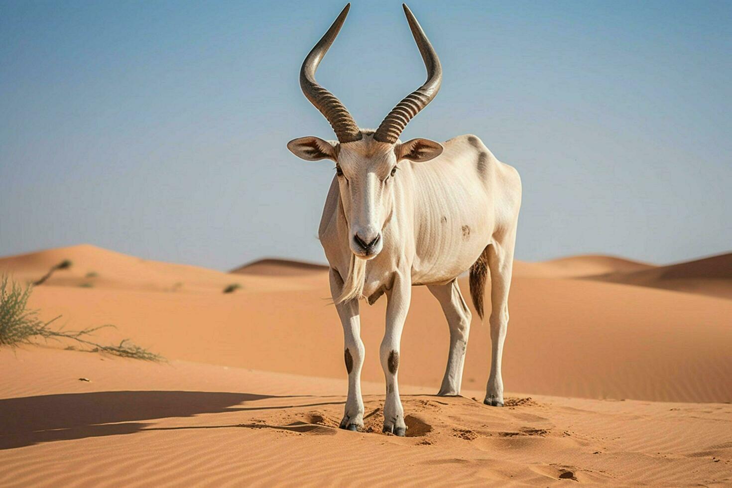 national animal of Mauritania photo