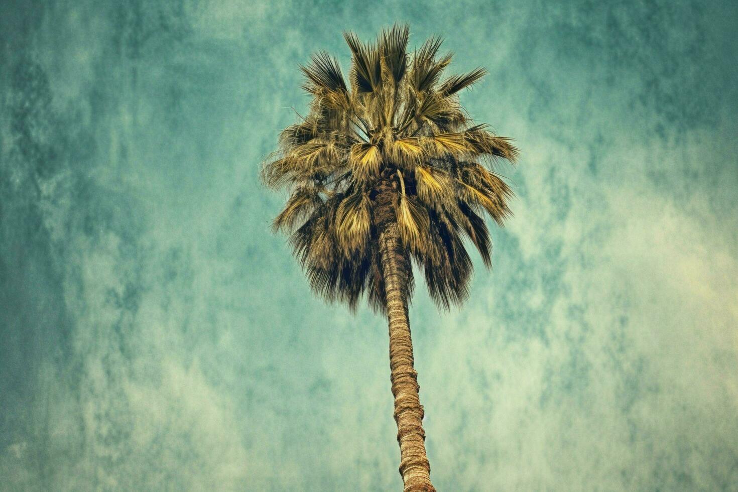 palm tree image hd photo