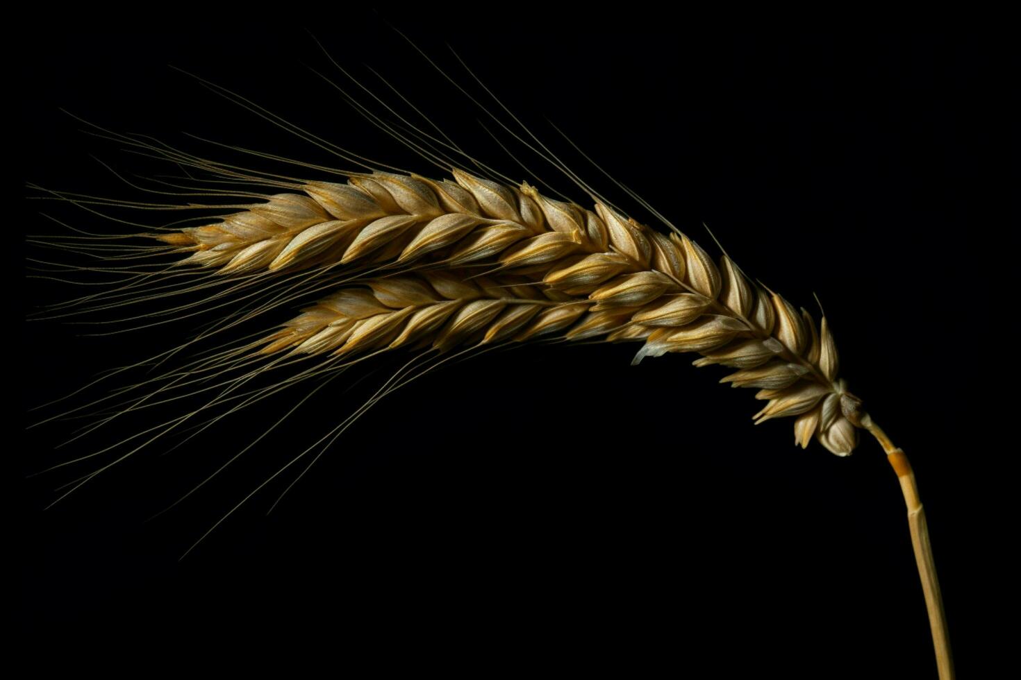 photo of barley with no background