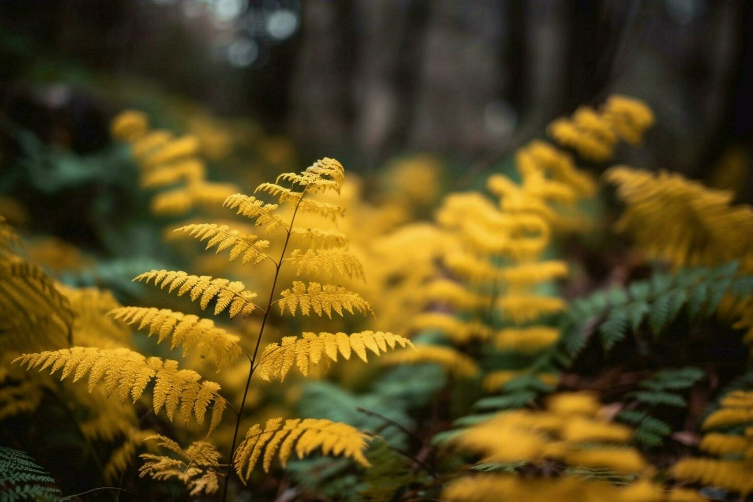 yellow autumn fern branches in green forest photo