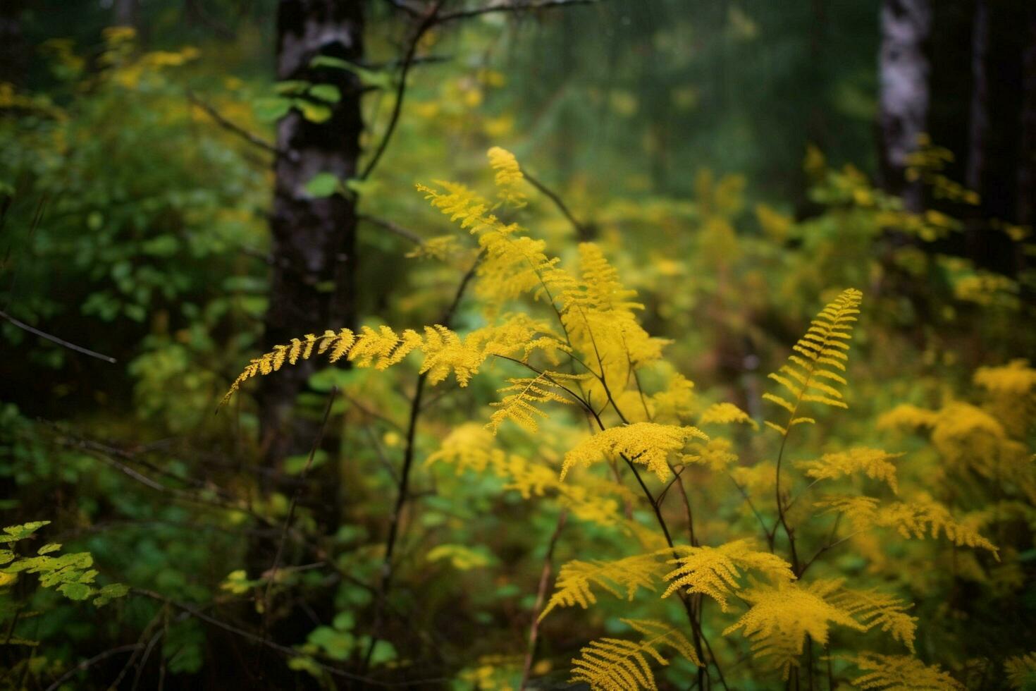 yellow autumn fern branches in green forest photo