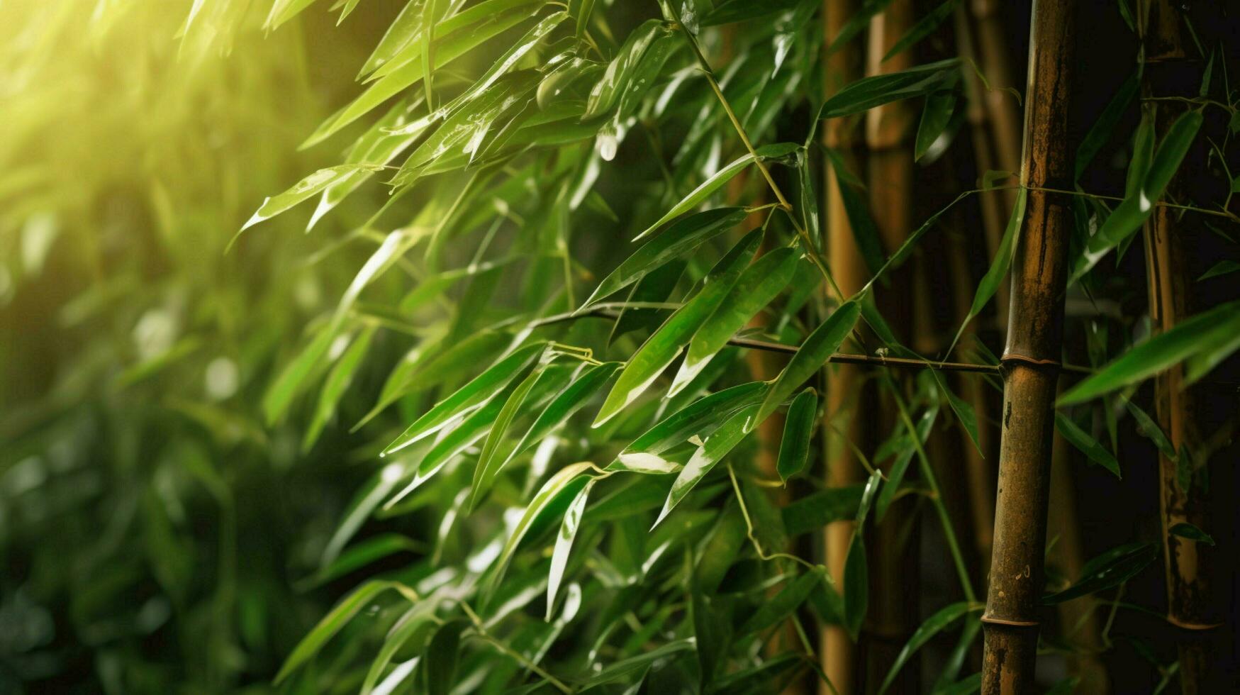 bamboo is a plant that is used in many ways photo