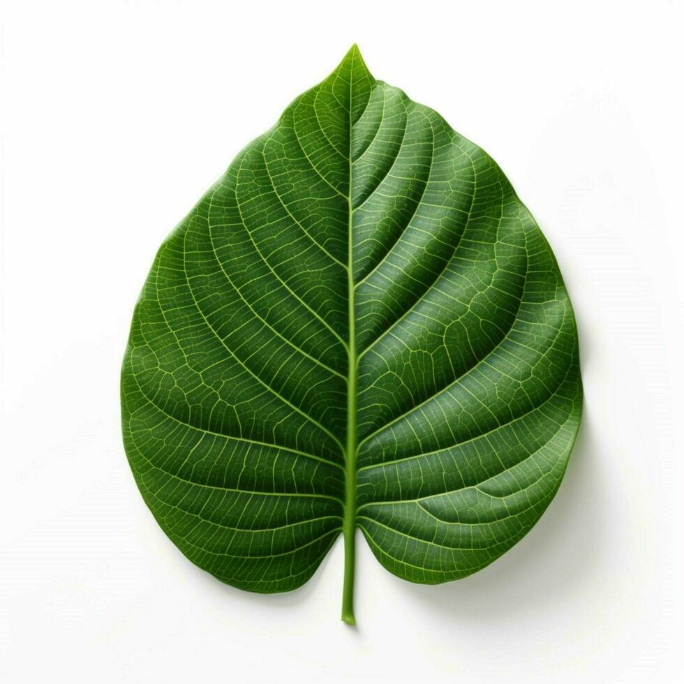 arugala with transparent background high quality ultra hd photo