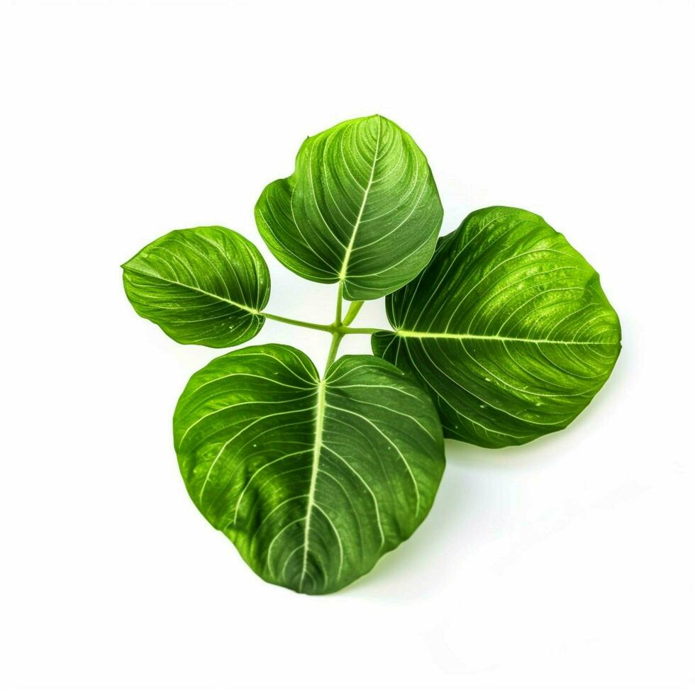 arugala with transparent background high quality ultra hd photo