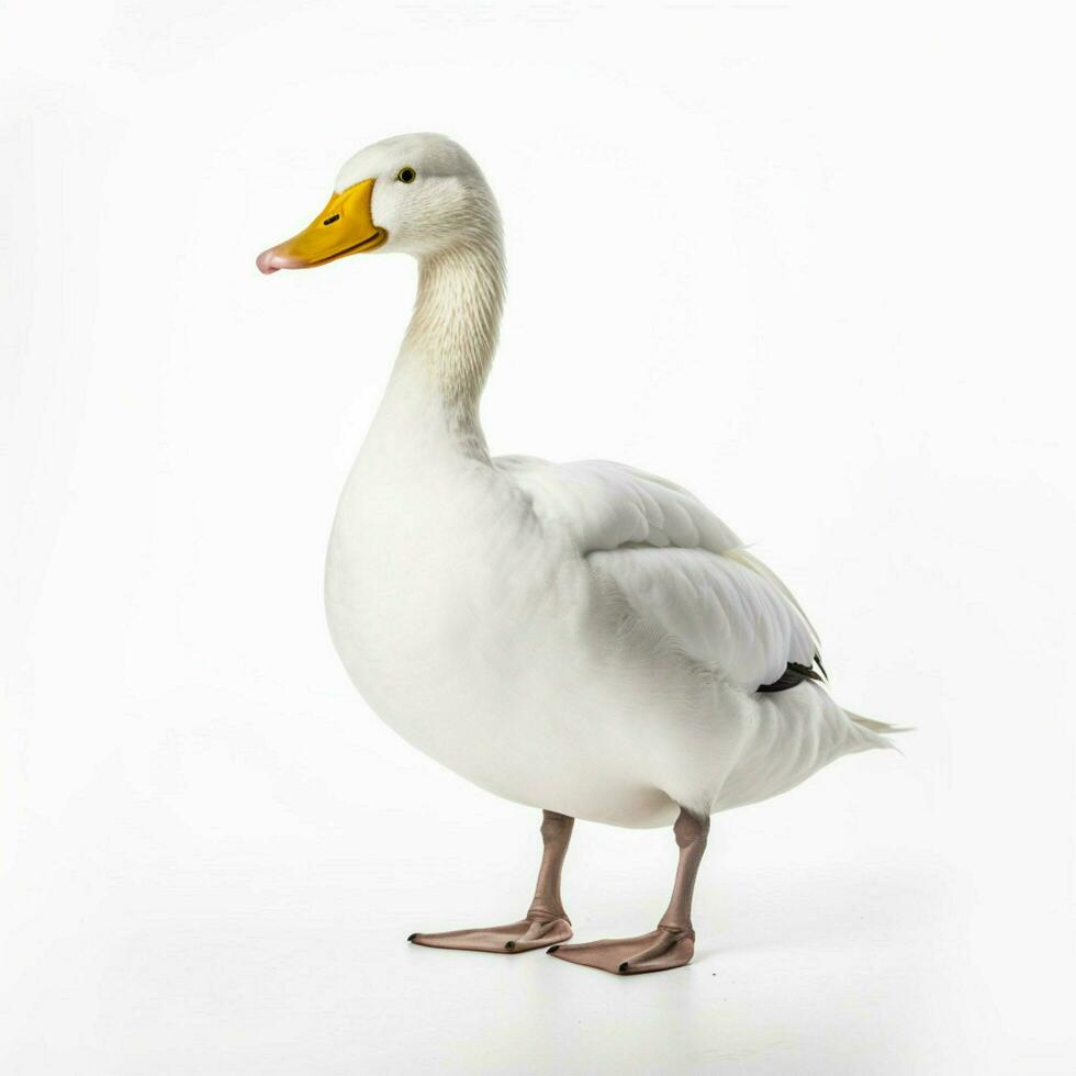 duck with white background high quality ultra hd photo