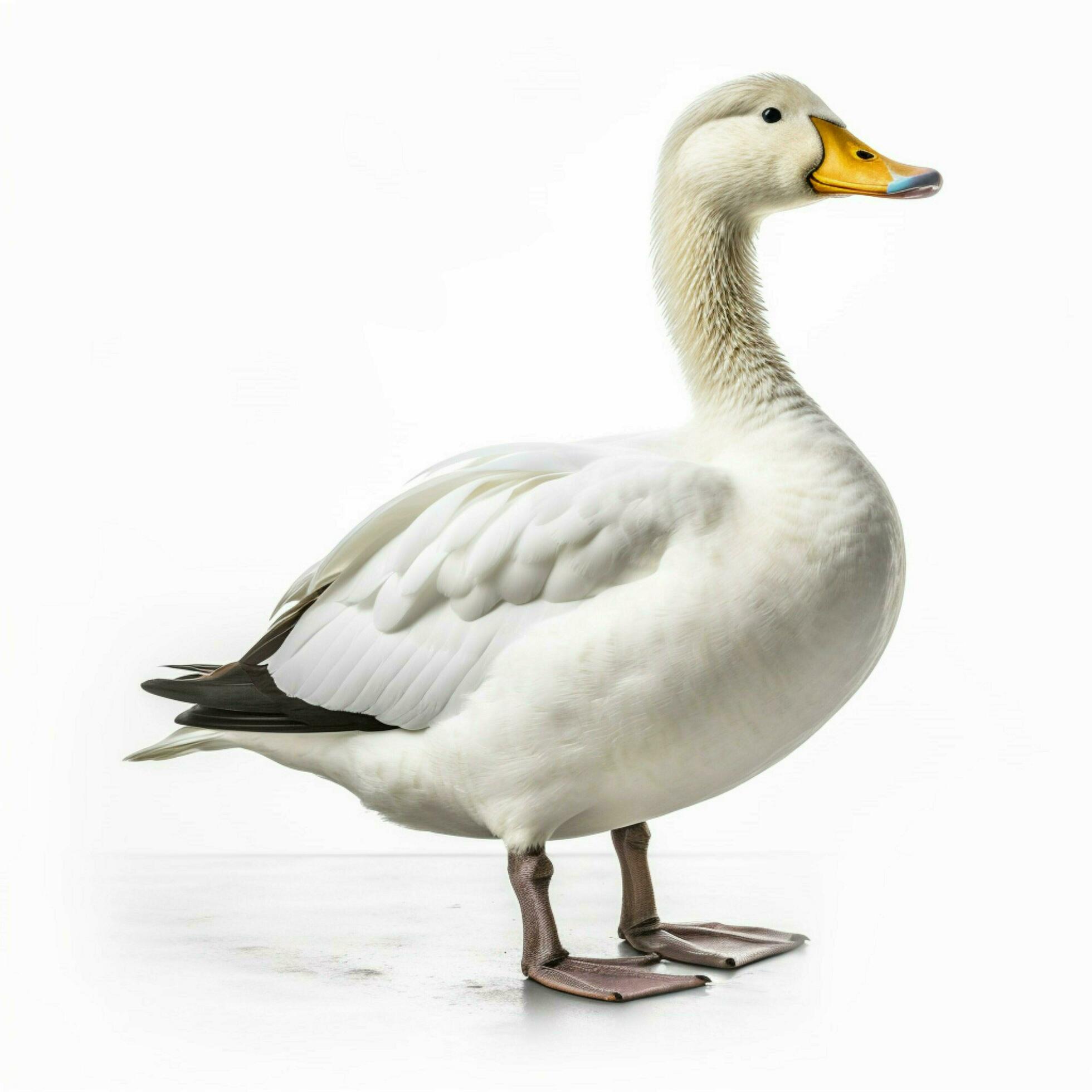 duck with white background high quality ultra hd 30666574 Stock Photo