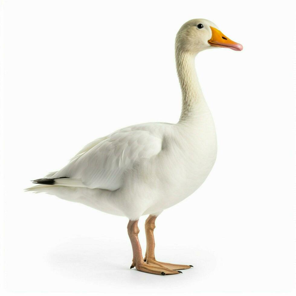 photo of goose with no background with white back