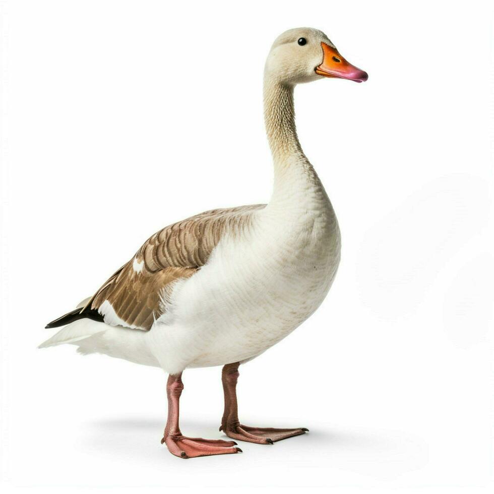 photo of goose with no background with white back