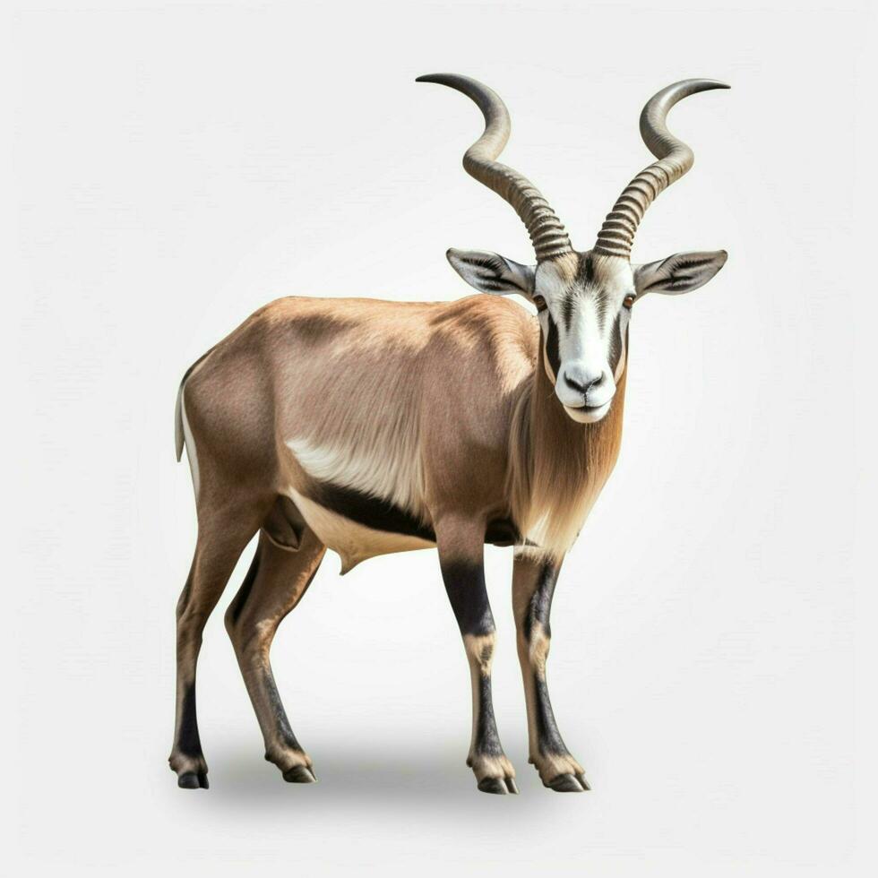 product shots of photo of antelope with no backgr