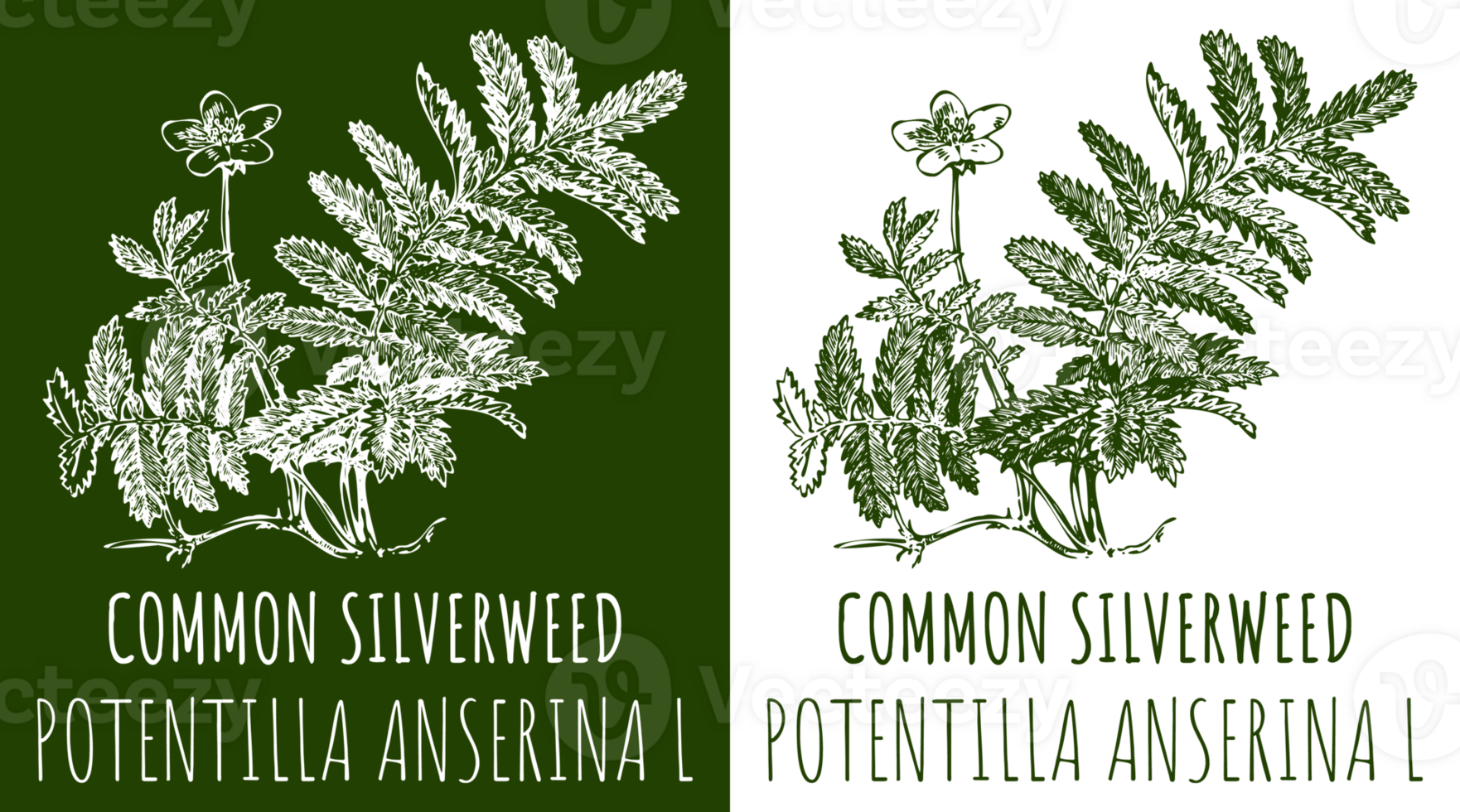 Vector drawings COMMON SILVERWEED . Hand drawn illustration. Latin name POTENTILLA ANSERINA L