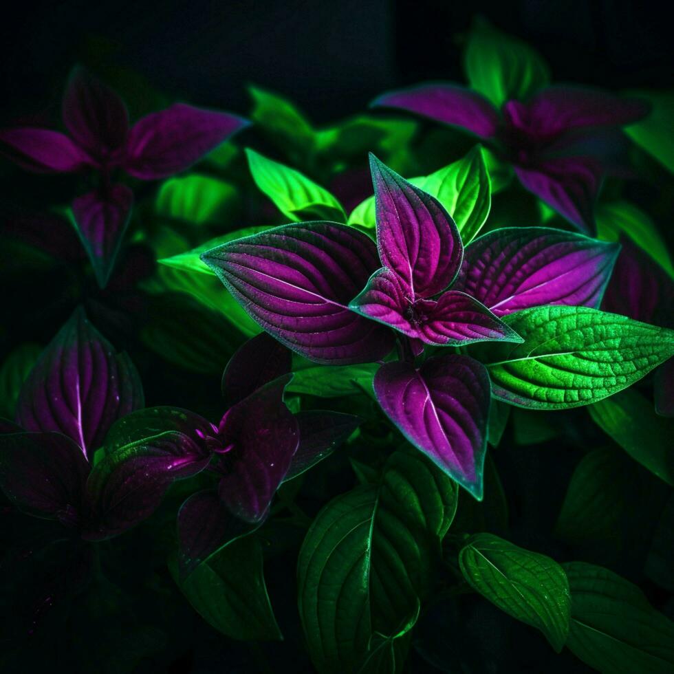 Bright green and dark magenta high quality ultra hd 8k hdr photo