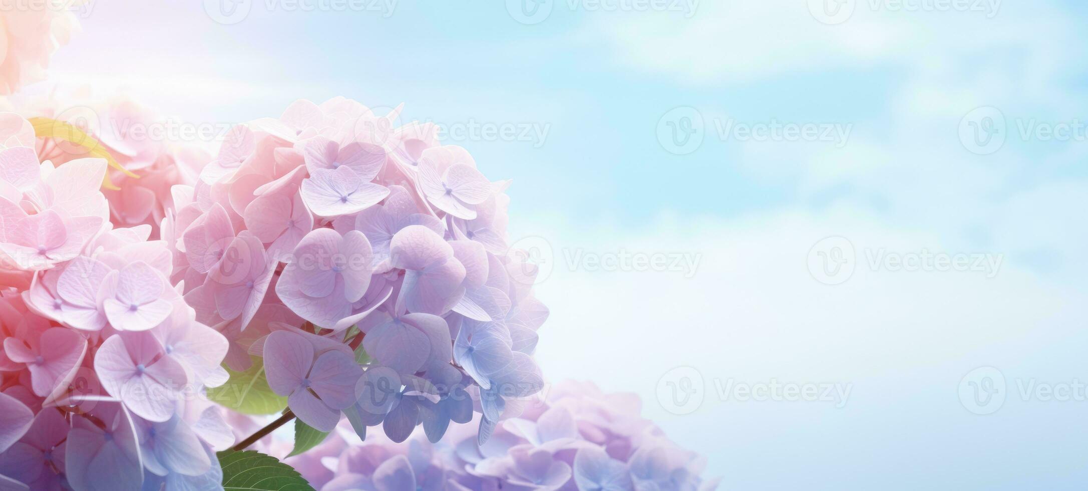 dreamy beautiful hydrangea flowers closeup, ai photo