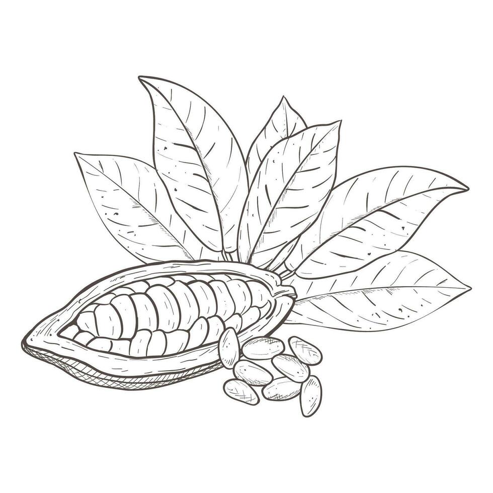 Vector illustration set of cocoa leaves and opened raw unpeeled bean pod, detached seeds. Black scillfull outline of branch, graphic drawing. For postcards, design and composition decoration, prints