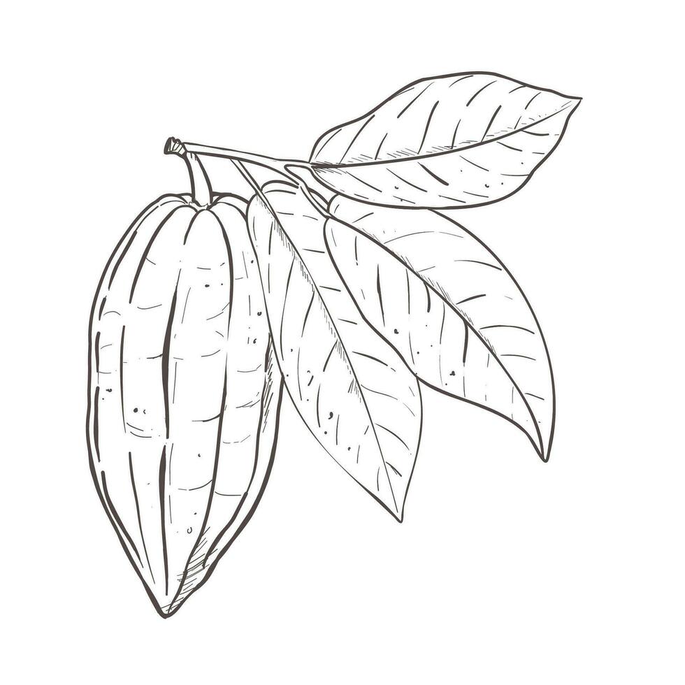 Vector illustration of cocoa leaves and closed bean. Black outline of branch, graphic drawing. For postcards, design and composition decoration, prints, posters, stickers, menu, stamps