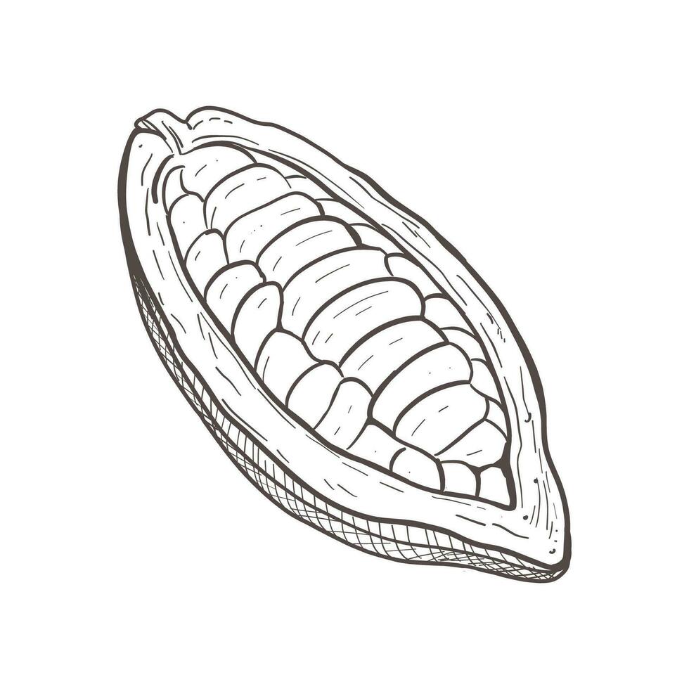 Vector illustration of opened raw unpeeled cocoa bean pod full of seeds. Black scillfull outline of cacao fruit, graphic drawing. For postcards, design and composition decoration, prints, posters