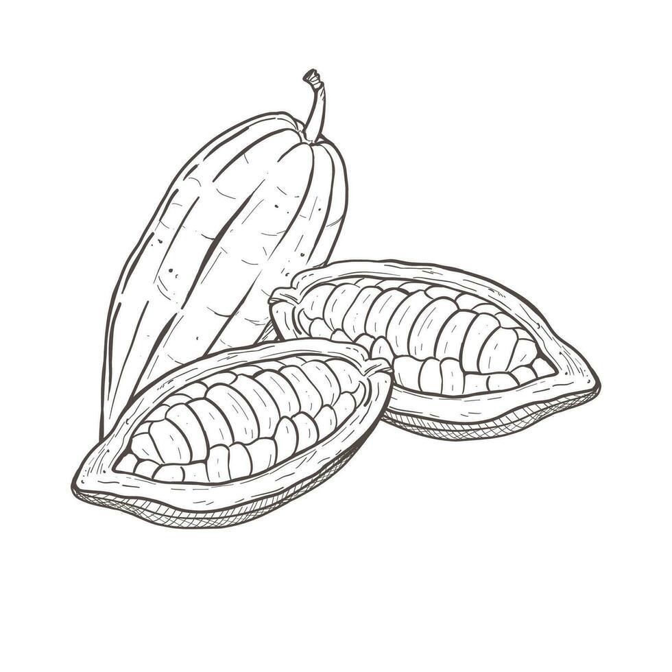 Vector illustration set of three peeled and unpeeled cocoa beans. You can see seeds. Black outline of pods, graphic drawing. For postcards, design and composition decoration, prints, posters, stickers