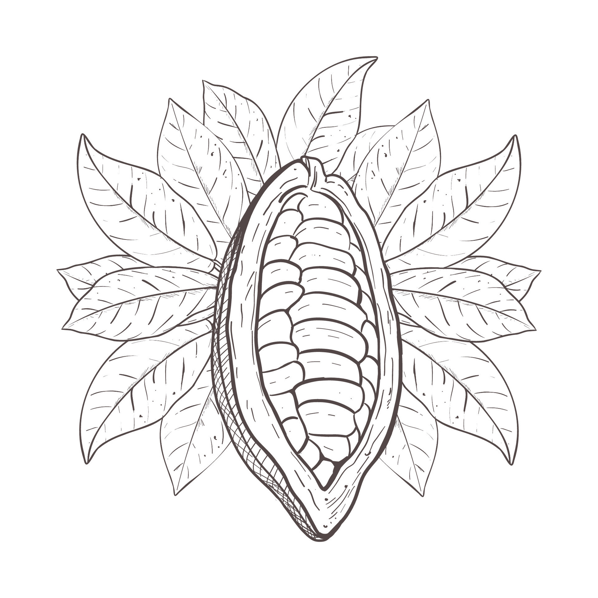 Vector Illustration Of Raw Cocoa Opened Unpeeled Bean And Cacao Leaves Vector Illustration Of Raw Cocoa Opened Unpeeled Bean And Cacao Leaves