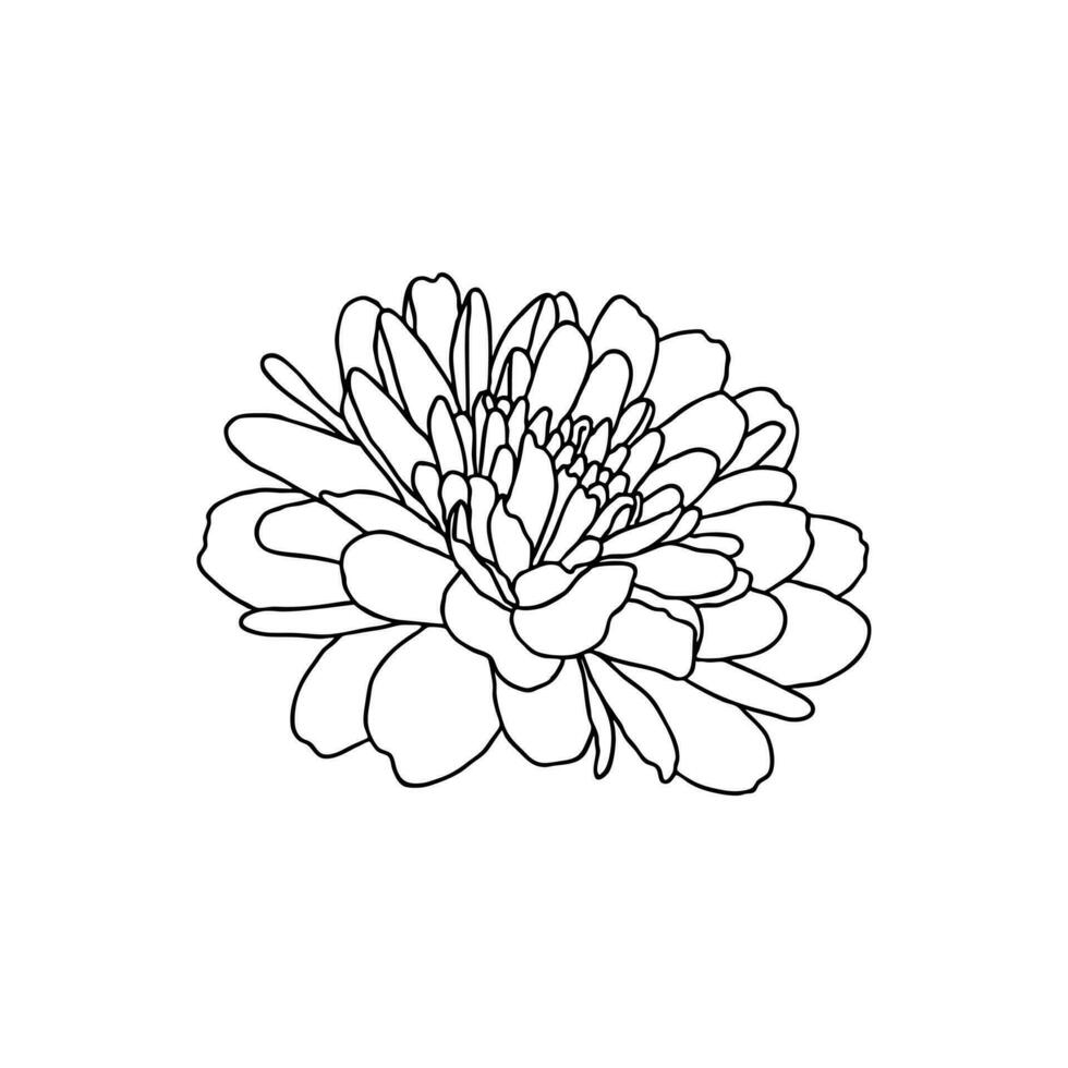 Line drawing of mini chrysanthemum flower isolated on white. Hand drawn sketch, vector illustration. Decorative element for tattoo, greeting card, wedding invitation, coloring book
